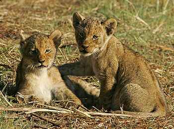 Busanga Bush Camp: Löwengeschwister Busanga Bush Camp: Löwengeschwister