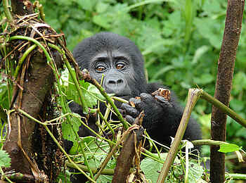 Clouds Mountain Gorilla Lodge: Baby-Gorilla