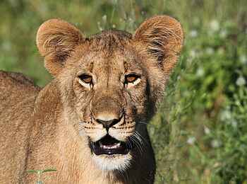 Dinaka Lodge: Löwenportrait