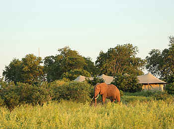 Fothergill Island Luxury Camp: Elefant vor der Lodge