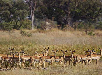 Kanana-Nyana-Camp: Impalas