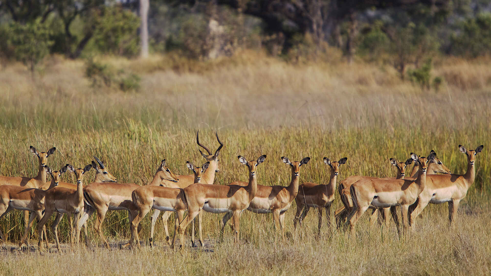 Kanana-Nyana-Camp: Impalas
