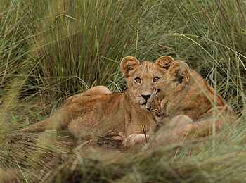 Kanana-Nyana-Camp: Löwenjunge