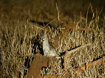 Kuro Tarangire: Auf Nachtpirschfahrt Kuro Tarangire: Auf Nachtpirschfahrt