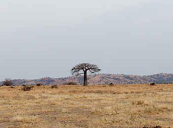 Kwihala Camp: Einsamer Baum