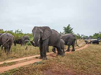 Leopard Hills: Elefanten während Pirschfahrt