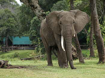 Little Governors' Camp: Elefant aus der Nähe Little Governors' Camp: Elefant aus der Nähe