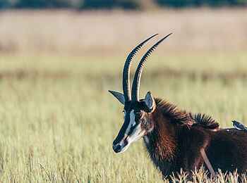 Little Sable Camp: Säbelantilope Little Sable Camp: Säbelantilope