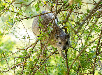 Mbuzi Mawe Serena Camp: Rock Hyrax Mbuzi Mawe Serena Camp: Rock Hyrax