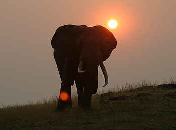Musango Safari Camp: Elefant
