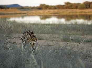 Okonjima Plains Camp: Landschaft mit Leopard Okonjima Plains Camp: Landschaft mit Leopard