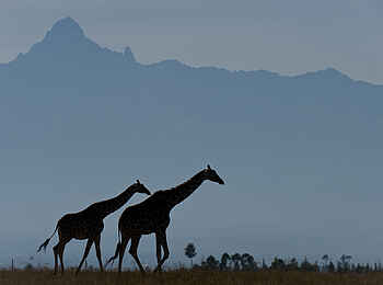 Ol Pejeta Bush Camp: Giraffen vor dem Mount Kenya
