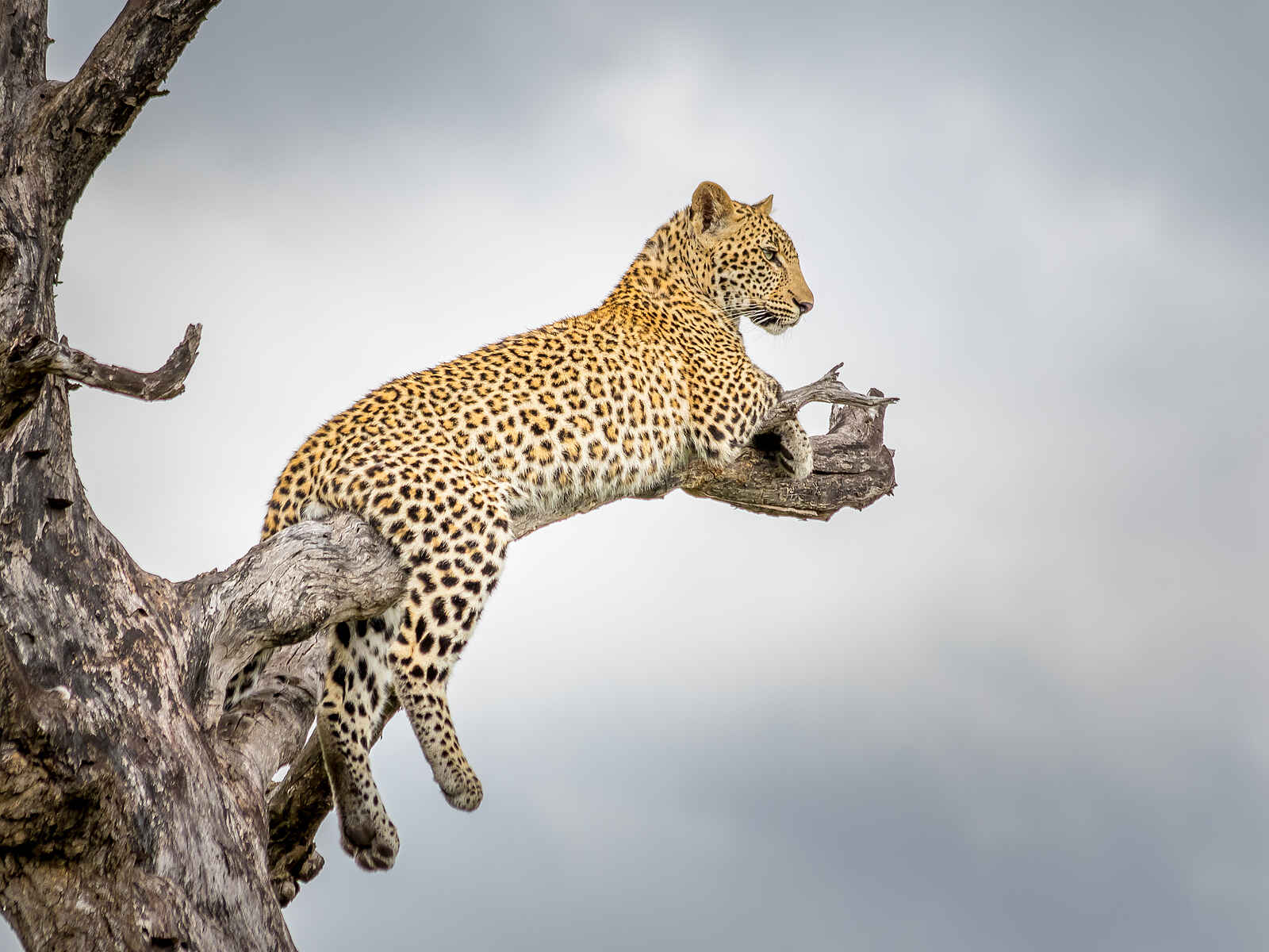 Oliver's: Safari im Krueger Nationalpark Oliver's: Safari im Krueger Nationalpark