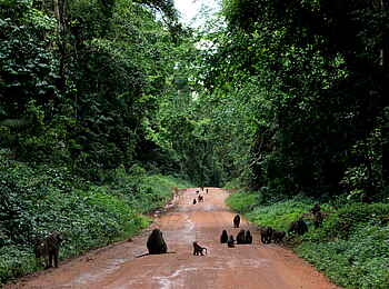 Papaya Lake Lodge: Pavianherde