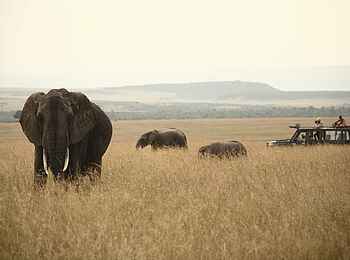 Rekero Camp: Elefantenfamilie Rekero Camp: Elefantenfamilie