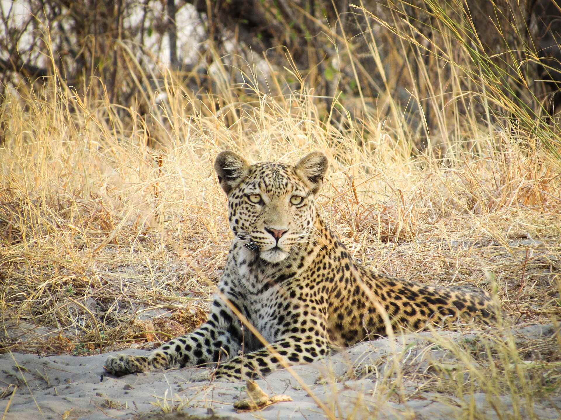 Savute Safari Lodge: Leopard
