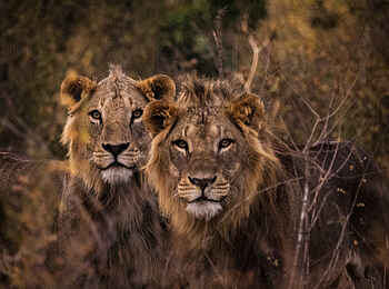 Segera Retreat: Zwei Löwen