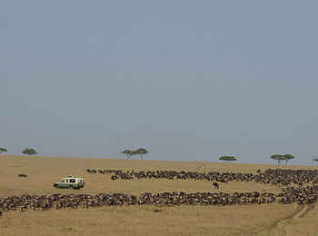 Serengeti Safari Camp: Tierwanderung