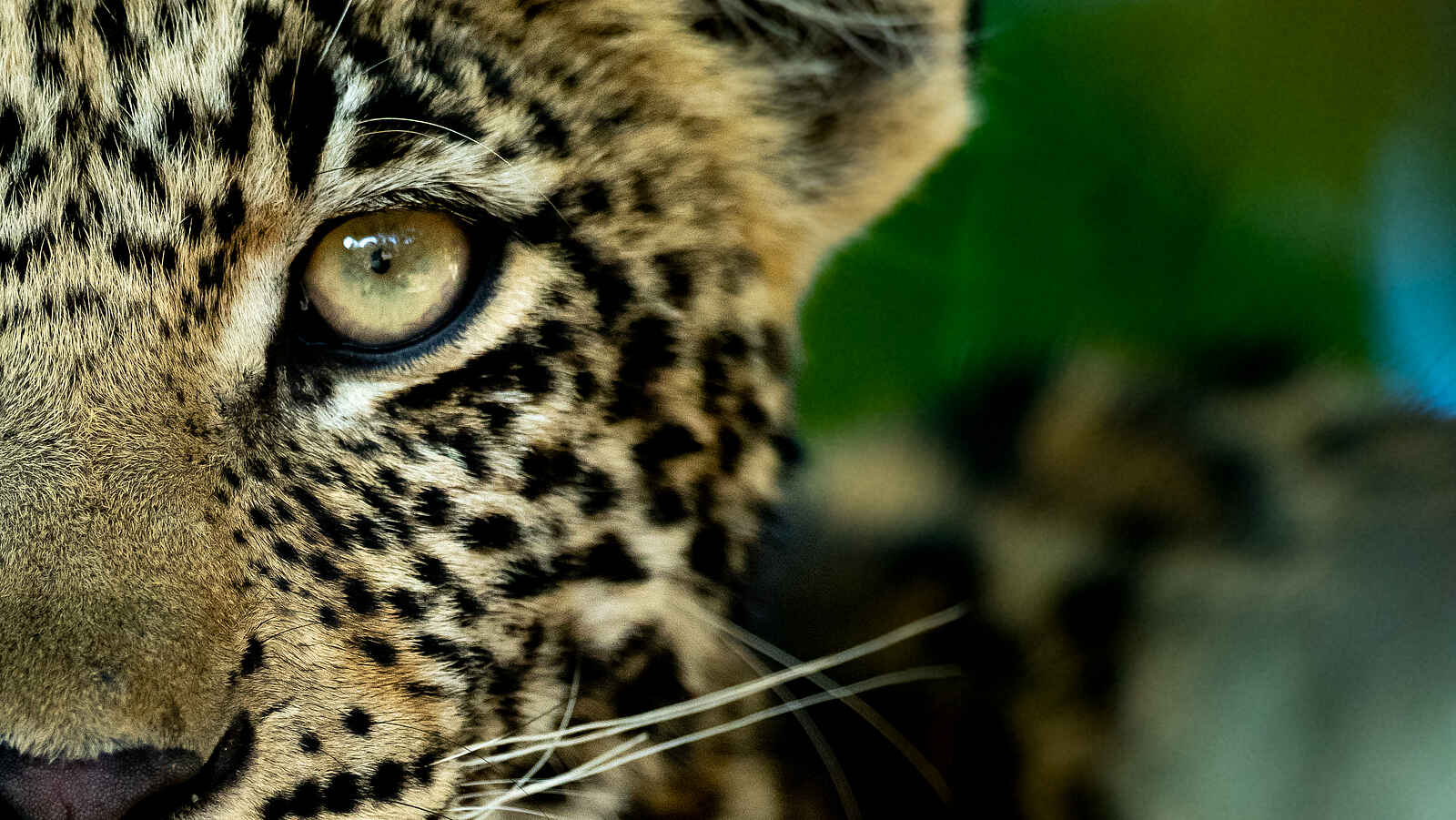 Singita Elela Luxury Lodge: Ein Leopard Singita Elela Luxury Lodge: Ein Leopard