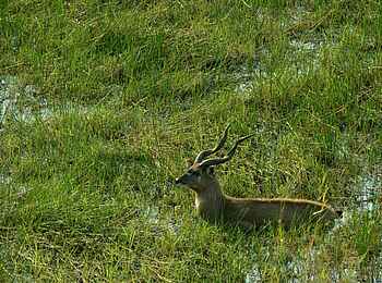 Sitatunga Private Island Suite: Antilope im Wasser Sitatunga Private Island Suite: Antilope im Wasser