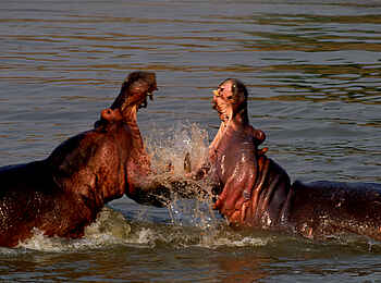 Tafika Camp: Nilpferdgerangel