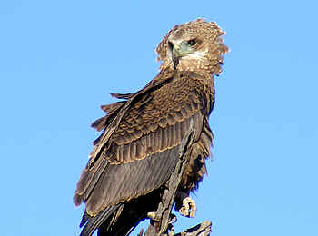 Waterberg Plateau Lodge: Raubadler Waterberg Plateau Lodge: Raubadler
