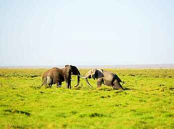 Amboseli Serena Safari Lodge: Elefant mit gestrecktem Bein Amboseli Serena Safari Lodge: Elefant mit gestrecktem Bein