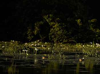 Ingwe Pan Camp: Zwerggans Ingwe Pan Camp: Zwerggans