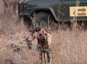 MalaMala Rattrays Camp: Game Drive mit Wildhunden MalaMala Rattrays Camp: Game Drive mit Wildhunden