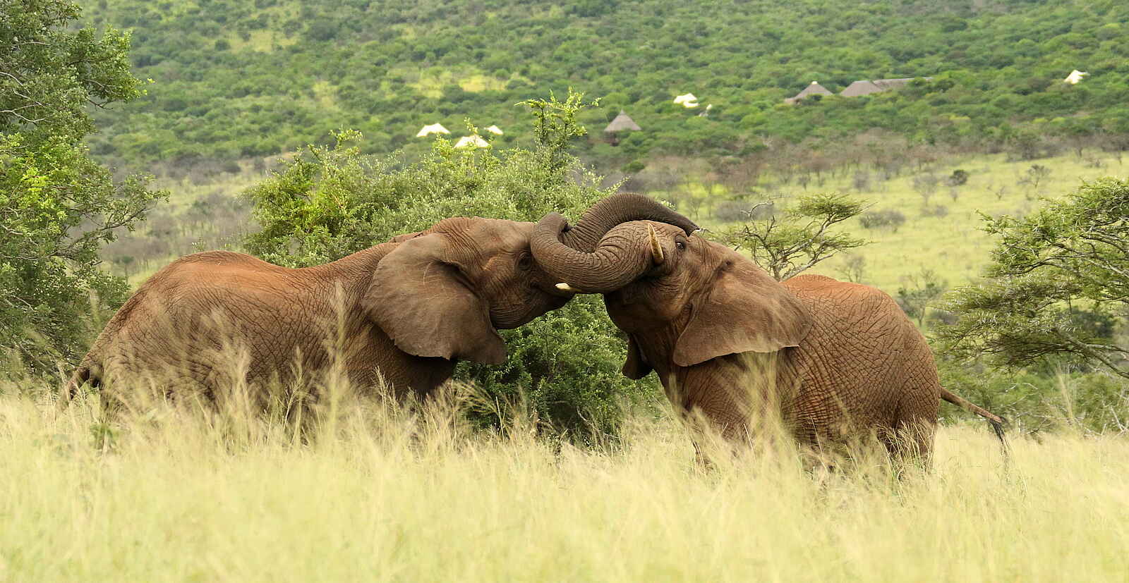 Thanda Tented Camp: Zwei Elefanten Thanda Tented Camp: Zwei Elefanten