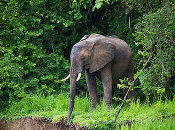 Time + Tide Luwi: Elefant am Ufer