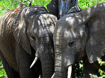 Tuli Safari Lodge Mashatu: Elefantenfreundschaft