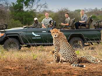 andBeyond Phinda Vlei Lodge: Zwei Geparden auf Pirschfahrt