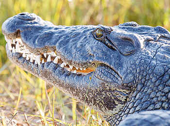 Belmond Eagle Island Lodge: Krokodil im Profil Belmond Eagle Island Lodge: Krokodil im Profil