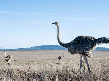Borana Lodge: Eine Gruppe Strauße Borana Lodge: Eine Gruppe Strauße