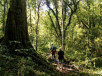 Buhoma Lodge: Gorilla Tracking