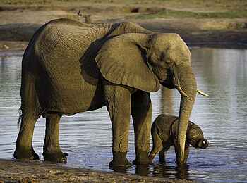 Davison's Camp: Elefantenkuh mit Kalb Davison's Camp: Elefantenkuh mit Kalb