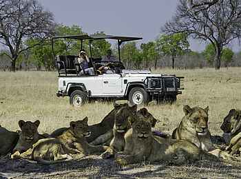 Davison's Camp: Löwenrudel Davison's Camp: Löwenrudel