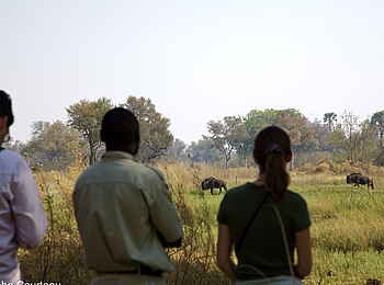 Delta Camp: Wildbeobachtung Delta Camp: Wildbeobachtung