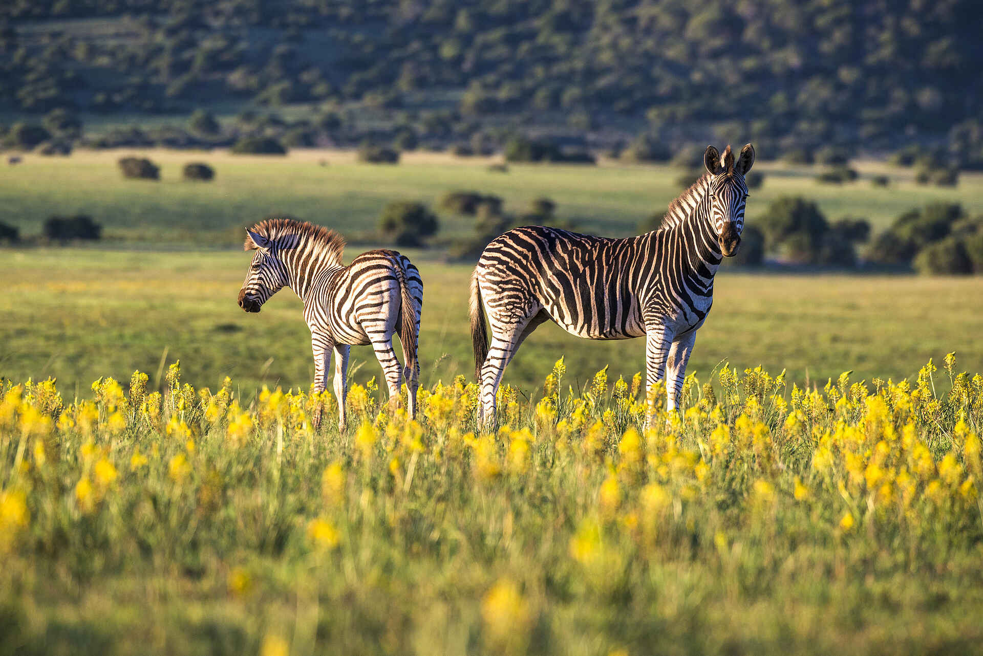 Eagles Crag Lodge: Zwei Zebras
