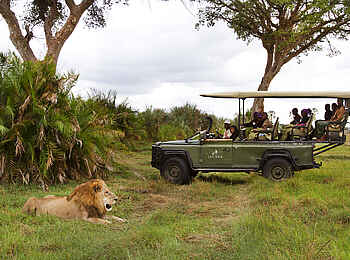 Jacana Camp: Löwe nahe Safarifahrzeug Jacana Camp: Löwe nahe Safarifahrzeug