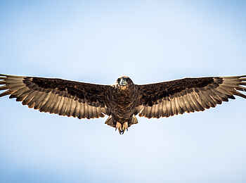 Kambaku Safari Lodge: Gaukler im Flug