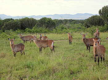 Kasenyi Safari Camp: Wasserbockherde