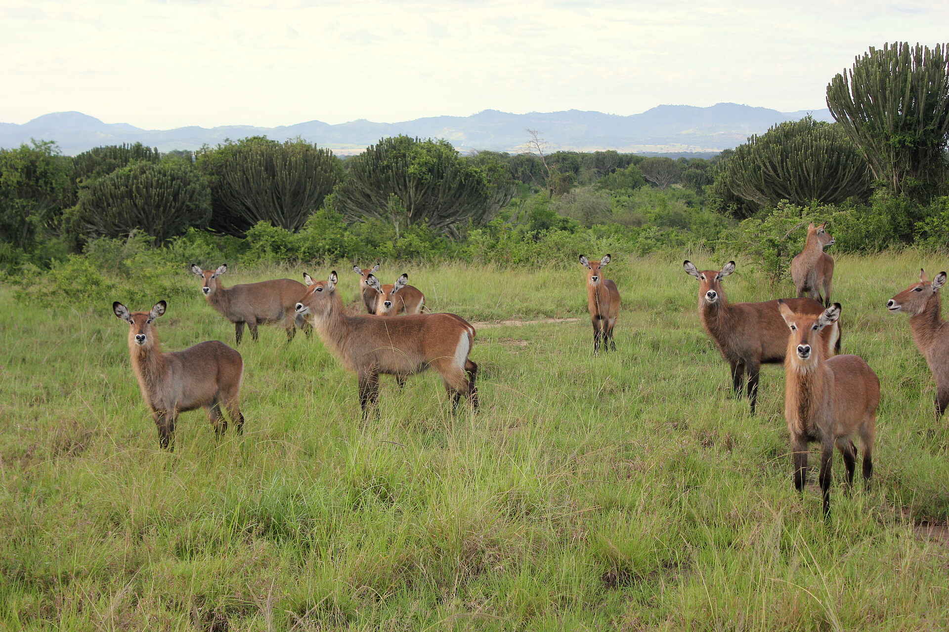 Kasenyi Safari Camp: Wasserbockherde