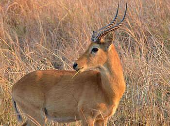 Leopard Lodge: Impala