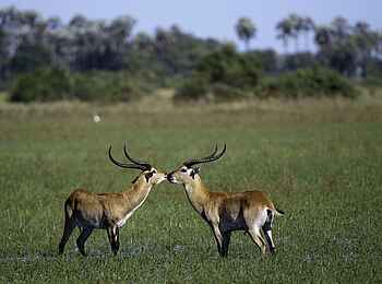 Little Mombo Camp: Moorantilopen Little Mombo Camp: Moorantilopen