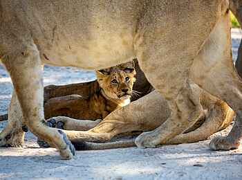 Little Sable Camp: Löwenjunge Little Sable Camp: Löwenjunge