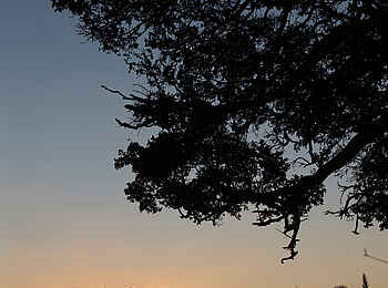 Mukambi Fig Tree Bush Camp: Ein Sundowner im Busch