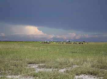 Nata Bird Sanctuary: Gnus und Kuhreiher am Horizont Nata Bird Sanctuary: Gnus und Kuhreiher am Horizont