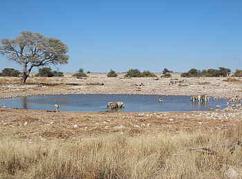 Okaukuejo: Wasserloch